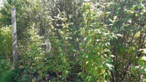 Plant de Framboisier