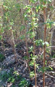 Plant de Framboisier