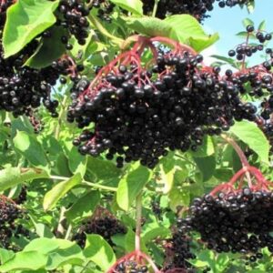 Confiture de Sureau noir