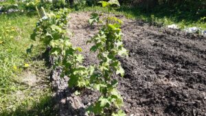 Plant de Groseillier