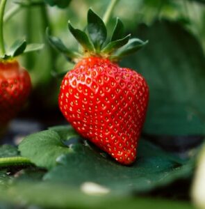 Gelée de fraises
